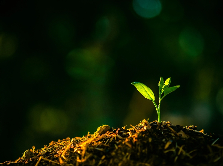 seeding